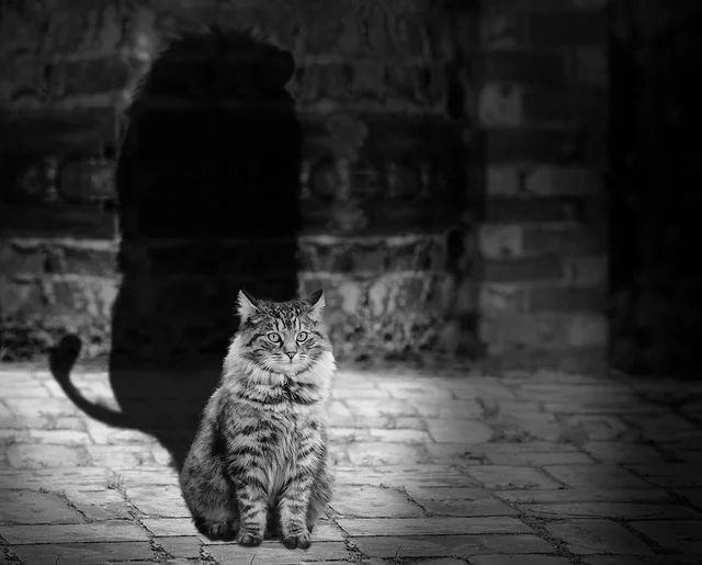 cat-564202_640