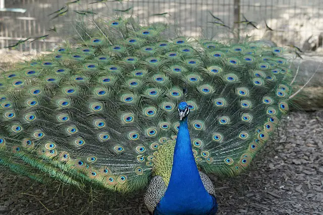 peacock-332608_640