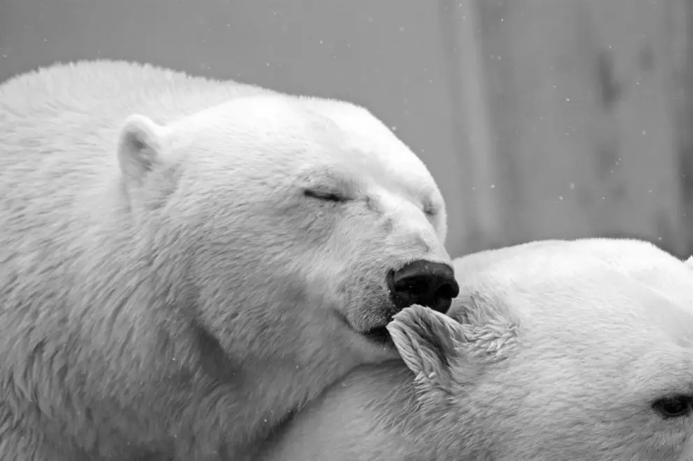 polar-bear-196318_1280