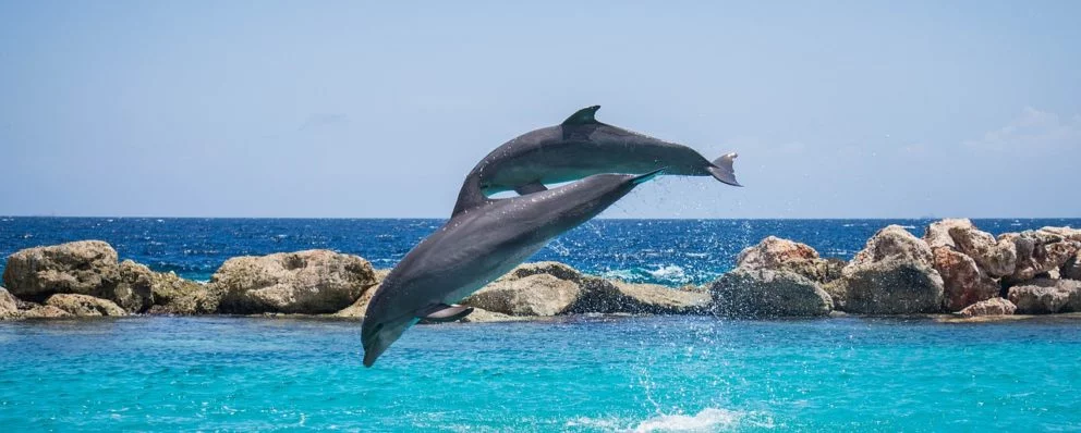 dolphins-906174_1280
