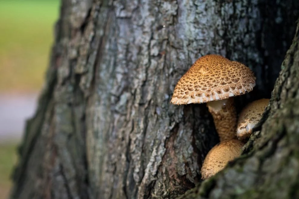 mushroom-690935_1280
