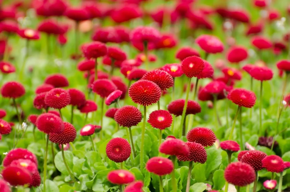 flower-275969_1920