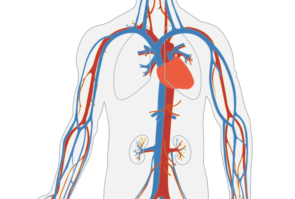 Sistema circulatorio