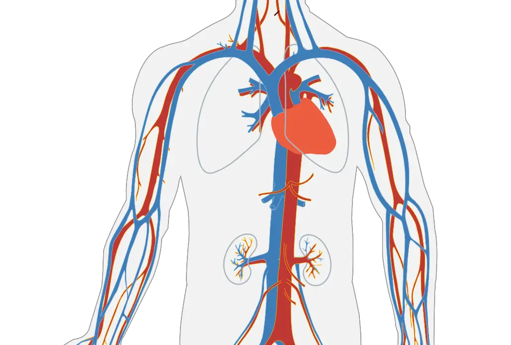 Imagen Del Sistema Circulatorio Con Nombres Chefli