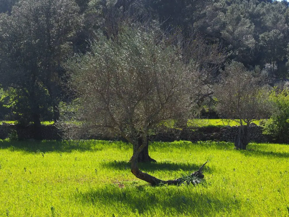 olive-tree-1117703_1280