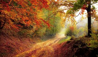 Camino de tierra con arboleda colorida que deja ver la luz del sol, resaltando la belleza de la naturaleza que postula el deísmo.