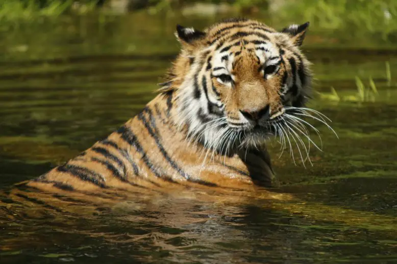 tigre de malasia producto del big ban