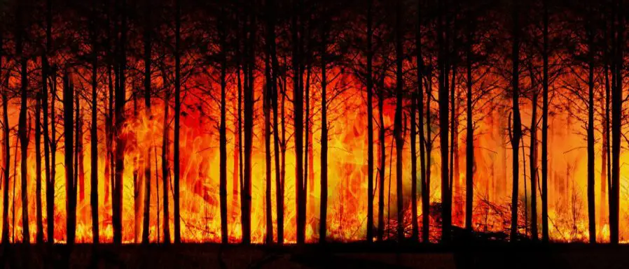 Incendio forestal por altas temperaturas y calentamiento global