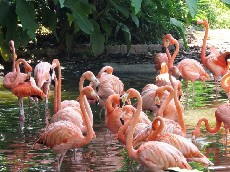 flamencos de color rosado cuyo color no proviene del genotipo sino del fenotipo