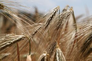 trigales que contienen gluten