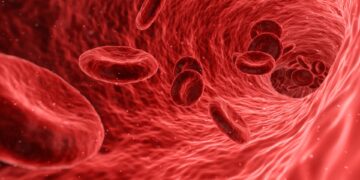 sangre bombeada por corazon humano vista por microscopio