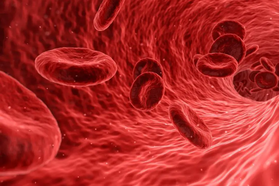 sangre bombeada por corazon humano vista por microscopio