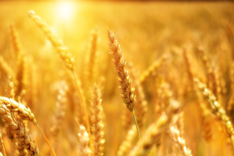 producción agrícola de trigo