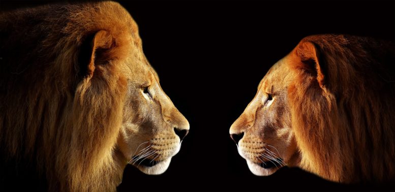 dos leones frente a frente mirándose con respeto