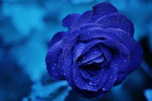 rosa de color azul