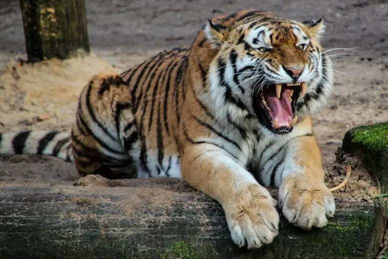 tigre agazapado con sus fauces abiertas