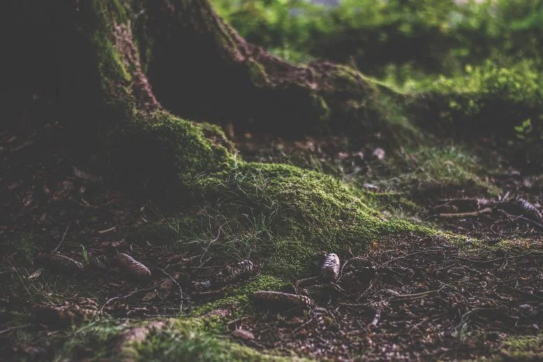 materia orgánica en el suelo de un bosque