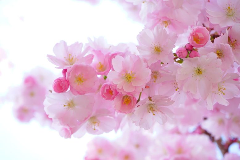 sakura o flores de cerezo en Japón