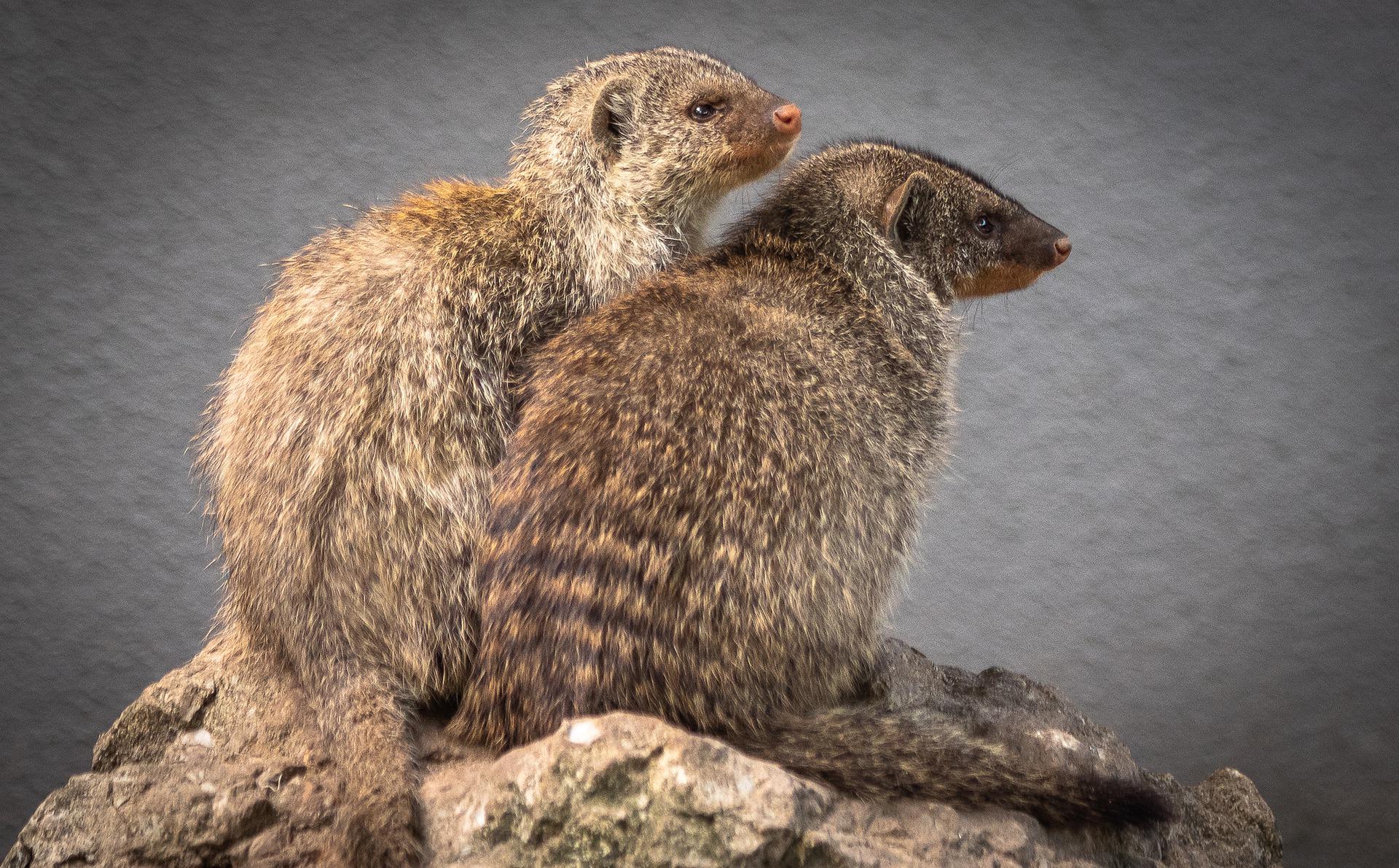 Mangosta Qué es, Descripción, Hábitat, Comportamiento, Alimentación