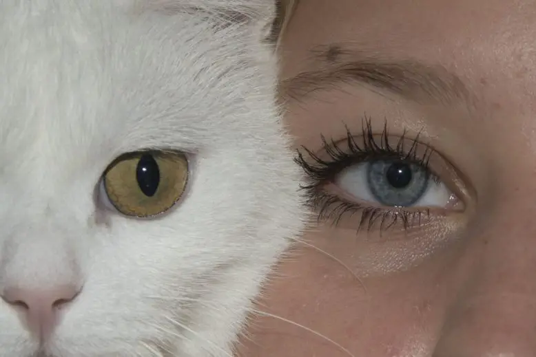 ojo por ojo diente por diente, refrán en la imagen del ojo humano y de un gato