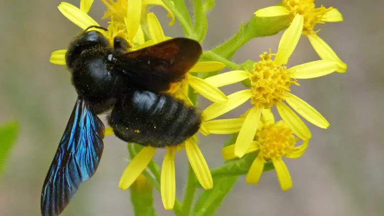 el zángano es una abeja macho que no produce miel