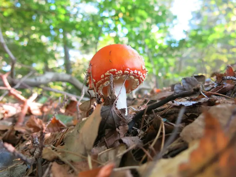 sentido figurado del hongo en soledad creciendo en un suelo de hojas